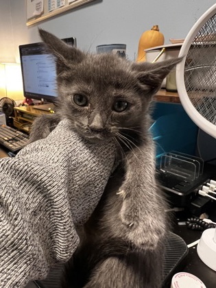 Shelter Stray Female Cat last seen Near Peachtree Industrial Blvd, Atlanta, GA 30360, 30360, GA, 3280 Chamblee Dunwoody Rd, Chamblee, GA 30341, USA