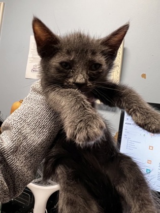 Shelter Stray Female Cat last seen Near Peachtree Industrial Blvd, Atlanta, GA 30360, 30360, GA, 3280 Chamblee Dunwoody Rd, Chamblee, GA 30341, USA