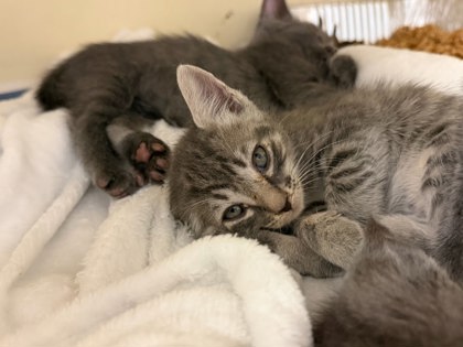 Shelter Stray Male Cat last seen Near Peachtree Industrial Blvd, Atlanta, GA 30360, 30360, GA, 3280 Chamblee Dunwoody Rd, Chamblee, GA 30341, USA