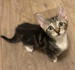Shelter Stray Male Cat last seen Near Red Cedar Trl Stone Mountain, 30083, 30083, GA, 3280 Chamblee Dunwoody Rd, Chamblee, GA 30341, USA