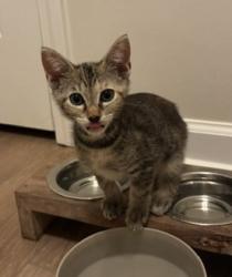 Shelter Stray Female Cat last seen Near Red Cedar Trl Stone Mountain, 30083, 30083, GA, 3280 Chamblee Dunwoody Rd, Chamblee, GA 30341, USA