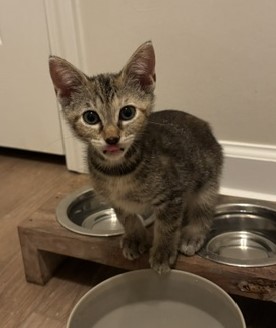 Shelter Stray Female Cat last seen Near Red Cedar Trl Stone Mountain, 30083, 30083, GA, 3280 Chamblee Dunwoody Rd, Chamblee, GA 30341, USA