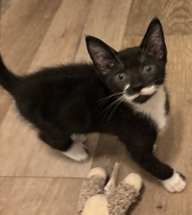Shelter Stray Male Cat last seen Near Red Cedar Trl Stone Mountain, 30083, 30083, GA, 3280 Chamblee Dunwoody Rd, Chamblee, GA 30341, USA