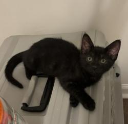 Shelter Stray Male Cat last seen Near Red Cedar Trl Stone Mountain, 30083, 30083, GA, 3280 Chamblee Dunwoody Rd, Chamblee, GA 30341, USA