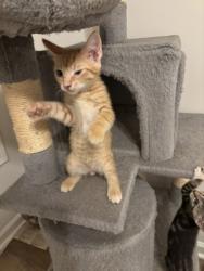 Shelter Stray Male Cat last seen Near Red Cedar Trl Stone Mountain, 30083, 30083, GA, 3280 Chamblee Dunwoody Rd, Chamblee, GA 30341, USA