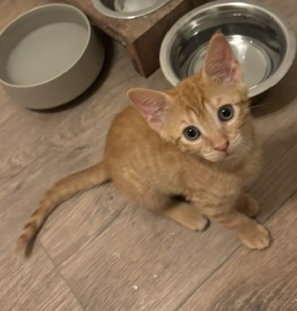 Shelter Stray Female Cat last seen Near Red Cedar Trl Stone Mountain, 30083, 30083, GA, 3280 Chamblee Dunwoody Rd, Chamblee, GA 30341, USA