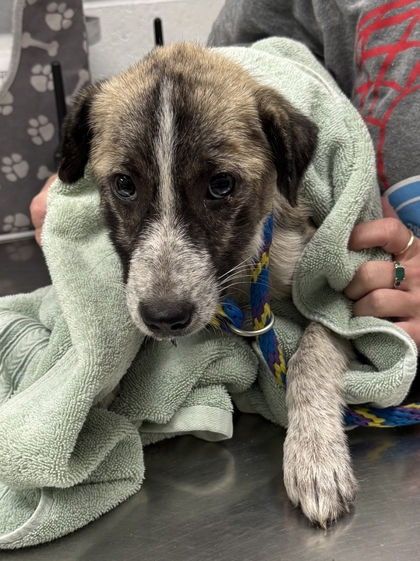 Shelter Stray Female Dog last seen Near College Ave, 64132, MO, 7077 Elmwood Ave, Kansas City, MO 64132, USA