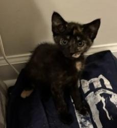 Shelter Stray Female Cat last seen Near Red Cedar Trl Stone Mountain, 30083, 30083, GA, 3280 Chamblee Dunwoody Rd, Chamblee, GA 30341, USA