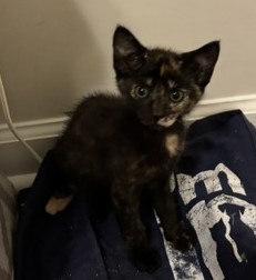 Shelter Stray Female Cat last seen Near Red Cedar Trl Stone Mountain, 30083, 30083, GA, 3280 Chamblee Dunwoody Rd, Chamblee, GA 30341, USA