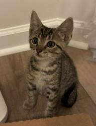 Shelter Stray Male Cat last seen Near Red Cedar Trl, 30083, GA, 3280 Chamblee Dunwoody Rd, Chamblee, GA 30341, USA
