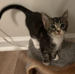 Shelter Stray Female Cat last seen Near Shadowmoor dr, 30030, GA, 3280 Chamblee Dunwoody Rd, Chamblee, GA 30341, USA