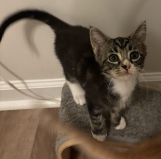 Shelter Stray Female Cat last seen Near Shadowmoor dr, 30030, GA, 3280 Chamblee Dunwoody Rd, Chamblee, GA 30341, USA