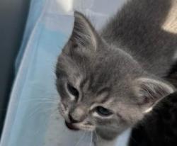 Shelter Stray Female Cat last seen Near Amanda Dr, Lithonia, GA 30058, 30058, GA, 3280 Chamblee Dunwoody Rd, Chamblee, GA 30341, USA