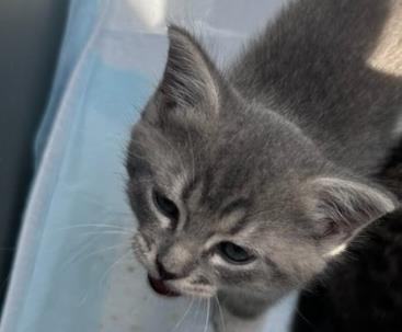 Shelter Stray Female Cat last seen Near Amanda Dr, Lithonia, GA 30058, 30058, GA, 3280 Chamblee Dunwoody Rd, Chamblee, GA 30341, USA