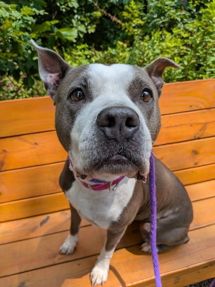 Shelter Stray Female Dog last seen Near Ramsay ave, 21223, MD, 2490 Giles Rd, Baltimore, MD 21225, USA