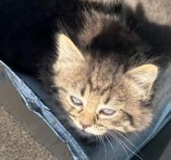 Shelter Stray Female Cat last seen Near Amanda Dr, Lithonia, GA 30058, 30058, GA, 3280 Chamblee Dunwoody Rd, Chamblee, GA 30341, USA