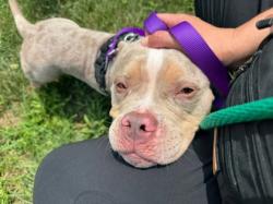 Shelter Stray Female Dog last seen Near Rutland Ave, Baltimore, MD 21213, 21213, MD, 301 Stockholm St, Baltimore, MD 21230, USA