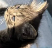 Shelter Stray Male Cat last seen Near Amanda Dr, Lithonia, GA 30058, 30058, GA, 3280 Chamblee Dunwoody Rd, Chamblee, GA 30341, USA