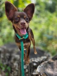 Shelter Stray Female Dog last seen Near Dantrey Ct, 21225, MD, 301 Stockholm St, Baltimore, MD 21230, USA