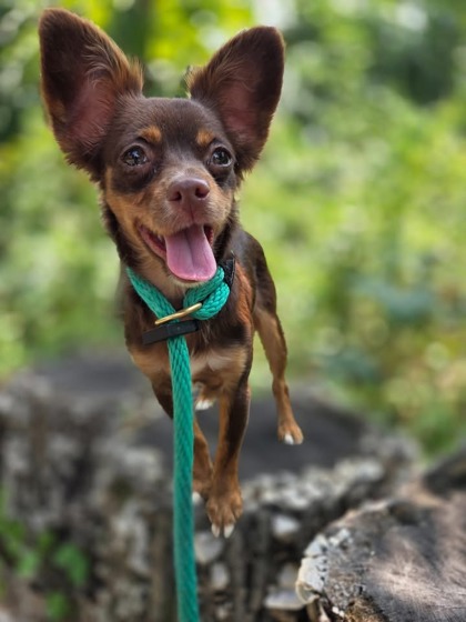 Shelter Stray Female Dog last seen Near Dantrey Ct, 21225, MD, 301 Stockholm St, Baltimore, MD 21230, USA