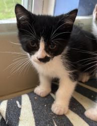 Shelter Stray Female Cat last seen Near Chamblee Dunwoody Rd, Chamblee GA 30341, 30341, GA, 3280 Chamblee Dunwoody Rd, Chamblee, GA 30341, USA