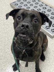 Shelter Stray Male Dog last seen Near Stoll St, 21225, MD, 301 Stockholm St, Baltimore, MD 21230, USA