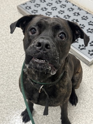 Shelter Stray Male Dog last seen Near Stoll St, 21225, MD, 301 Stockholm St, Baltimore, MD 21230, USA