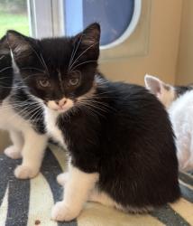 Shelter Stray Female Cat last seen Near Chamblee Dunwoody Rd, Chamblee GA 30341, 30341, GA, 3280 Chamblee Dunwoody Rd, Chamblee, GA 30341, USA