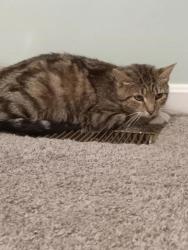 Shelter Stray Female Cat last seen Near Cherry Blossom Way, 21201, MD, 301 Stockholm St, Baltimore, MD 21230, USA