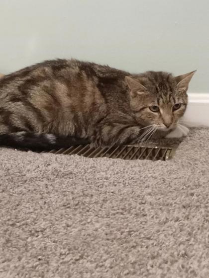 Shelter Stray Female Cat last seen Near Cherry Blossom Way, 21201, MD, 2490 Giles Rd, Baltimore, MD 21225, USA