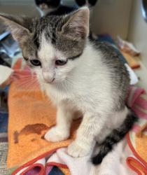 Shelter Stray Female Cat last seen Near Chamblee Dunwoody Rd, Chamblee GA 30341, 30341, GA, 3280 Chamblee Dunwoody Rd, Chamblee, GA 30341, USA