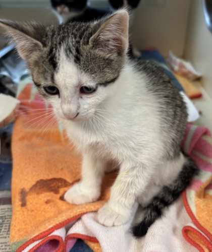 Shelter Stray Female Cat last seen Near Chamblee Dunwoody Rd, Chamblee GA 30341, 30341, GA, 3280 Chamblee Dunwoody Rd, Chamblee, GA 30341, USA