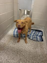 Shelter Stray Female Dog last seen Near Robinwood Rd, Gastonia, NC, 1491 Business Park Ct, Gastonia, NC 28052, USA