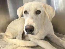 Shelter Stray Male Dog last seen Near Blk Williams Drive, Georgetown, City of Georgetown, TX, 1855 SE Inner Loop, Georgetown, TX 78626, USA