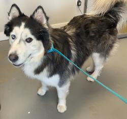 Shelter Stray Male Dog last seen Near W 7780, Magna Township, UT, 84044, 511 W 3900 S, Salt Lake City, UT 84123, USA