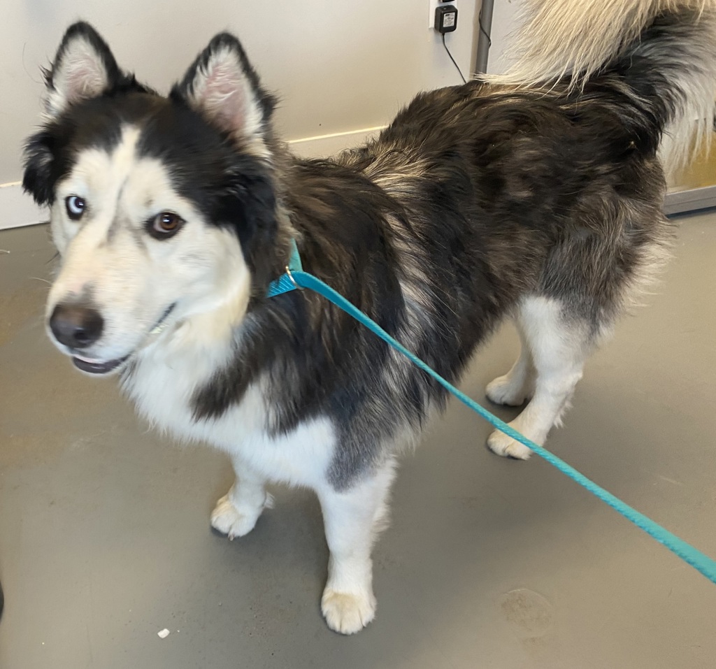 Shelter Stray Male Dog last seen Near W 7780, Magna Township, UT, 84044, 511 W 3900 S, Salt Lake City, UT 84123, USA