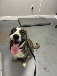 Shelter Stray Female Dog last seen Near S 7780 W, Magna Township, UT, 84044, 511 W 3900 S, Salt Lake City, UT 84123, USA