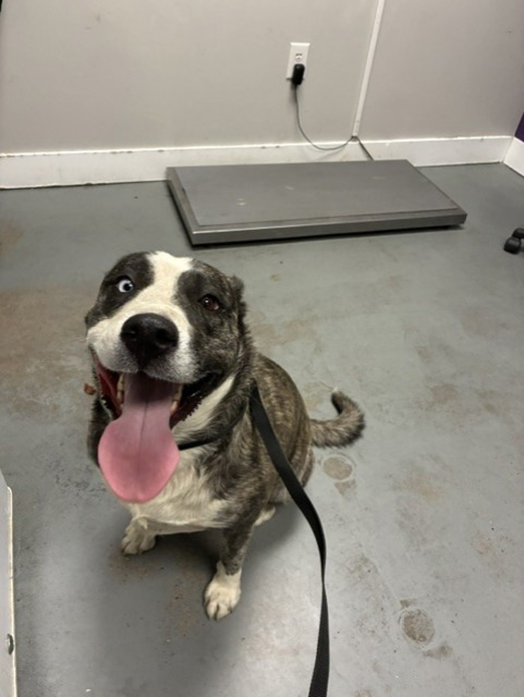 Shelter Stray Female Dog last seen Near S 7780 W, Magna Township, UT, 84044, 511 W 3900 S, Salt Lake City, UT 84123, USA