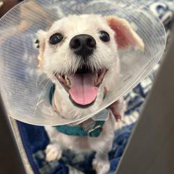 Shelter Stray Male Dog last seen Pacific Crest Place, SILVERDALE, WA, 98383, 9167 Dickey Rd NW, Silverdale, WA 98383, USA