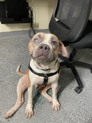 Shelter Stray Female Dog last seen Apt 11B,1348 Webster Avenue, BRONX, NY, 10456, 326 E 110th St, New York, NY 10029, USA