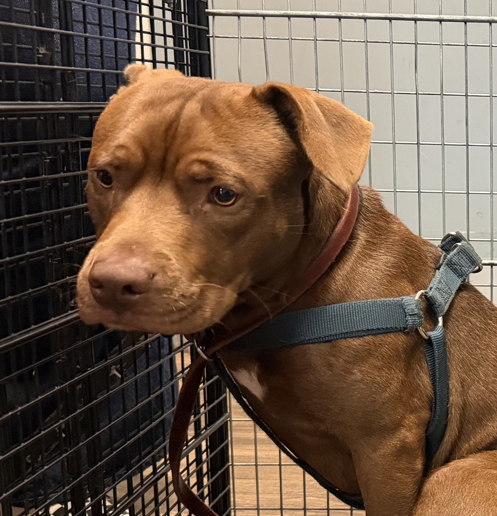 Shelter Stray Male Dog last seen Near Rio San Diego Drive, San Diego, CA, 92108, 5500 Gaines St, San Diego, CA 92110, USA
