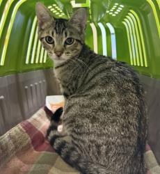 Shelter Stray Male Cat last seen Near Olvera Street, San Diego, CA, 92114, 5500 Gaines St, San Diego, CA 92110, USA