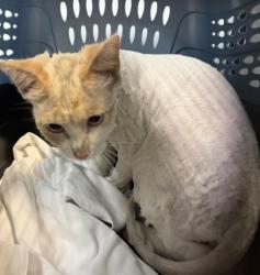 Shelter Stray Male Cat last seen Near Preece Street, San Diego, CA, 92111, 5500 Gaines St, San Diego, CA 92110, USA