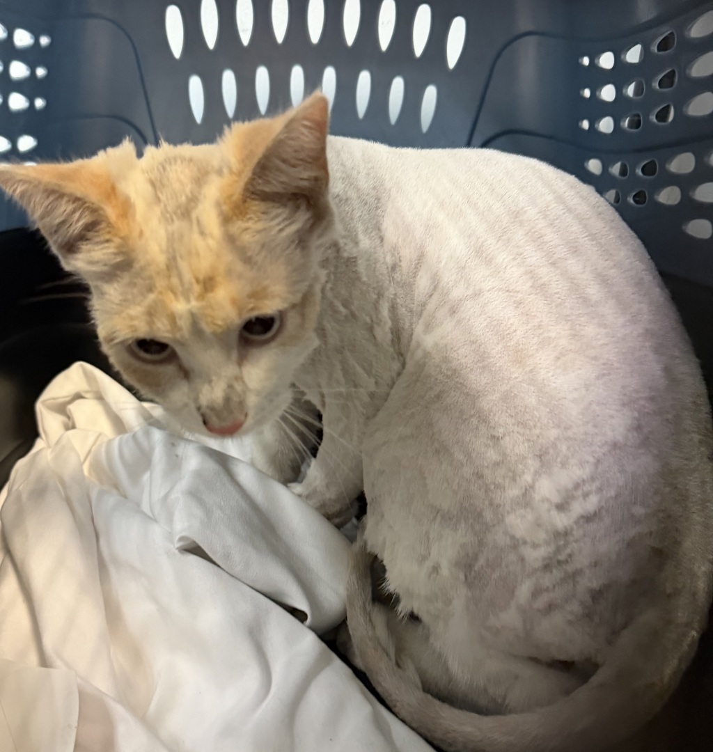 Shelter Stray Male Cat last seen Near Preece Street, San Diego, CA, 92111, 5500 Gaines St, San Diego, CA 92110, USA