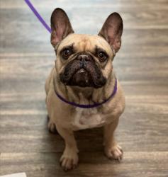 Shelter Stray Male Dog last seen 30th Street, San Diego, CA, 92113, 5500 Gaines St, San Diego, CA 92110, USA