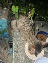 Lost Female Cat last seen Behind Gaithersburg High School, Gaithersburg, MD 20877
