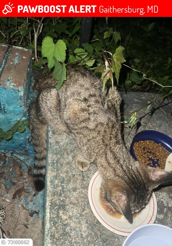 Lost Female Cat last seen Behind Gaithersburg High School, Gaithersburg, MD 20877