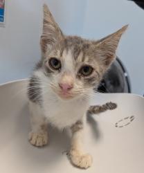 Shelter Stray Male Cat last seen Near S 29th Street, San Diego, CA, 92113, 5500 Gaines St, San Diego, CA 92110, USA
