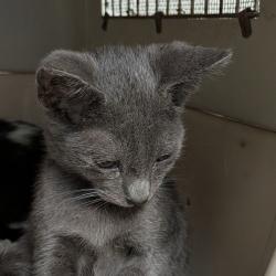Shelter Stray Male Cat last seen Near S 29th Street, San Diego, CA, 92113, 5500 Gaines St, San Diego, CA 92110, USA