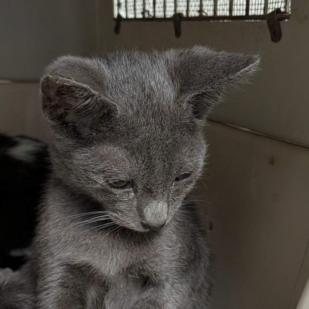 Shelter Stray Male Cat last seen Near S 29th Street, San Diego, CA, 92113, 5500 Gaines St, San Diego, CA 92110, USA